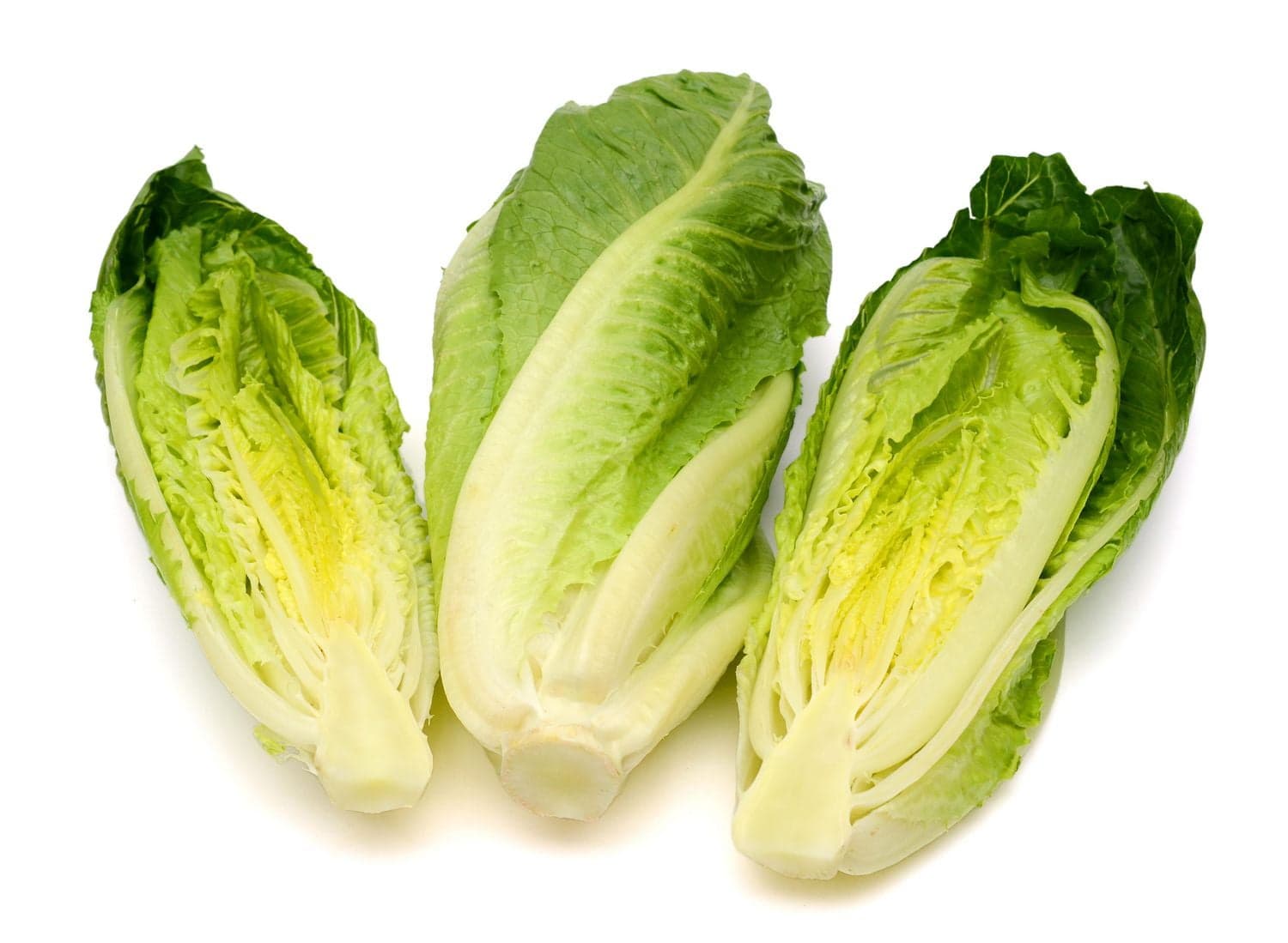 Laitue romaine